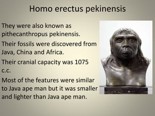 Homo erectus pekinensis
They were also known as
pithecanthropus pekinensis.
Their fossils were discovered from
Java, China and Africa.
Their cranial capacity was 1075
c.c.
Most of the features were similar
to Java ape man but it was smaller
and lighter than Java ape man.
 