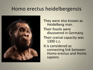 Homo erectus heidelbergensis
They were also known as
Heidelberg man.
Their fossils were
discovered in Germany.
Their cranial capacity was
1300 c.c.
It is considered as
connecting link between
Homo erectus and Homo
sapiens
 