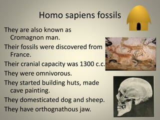 Homo sapiens fossils
They are also known as
Cromagnon man.
Their fossils were discovered from
France.
Their cranial capacity was 1300 c.c.
They were omnivorous.
They started building huts, made
cave painting.
They domesticated dog and sheep.
They have orthognathous jaw.
 