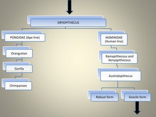 DRYOPITHECUS
PONGIDAE (Ape line)
Oranguttan
Gorilla
Chimpanzee
HOMINIDAE
(Human line)
Ramapithecous and
Kenyapithecous
Australopithecus
Robust form Gracile form
 