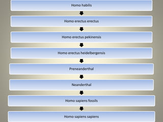 Homo habilis
Homo erectus erectus
Homo erectus pekinensis
Homo erectus heidelbergensis
Preneanderthal
Neanderthal
Homo sapiens fossils
Homo sapiens sapiens
 