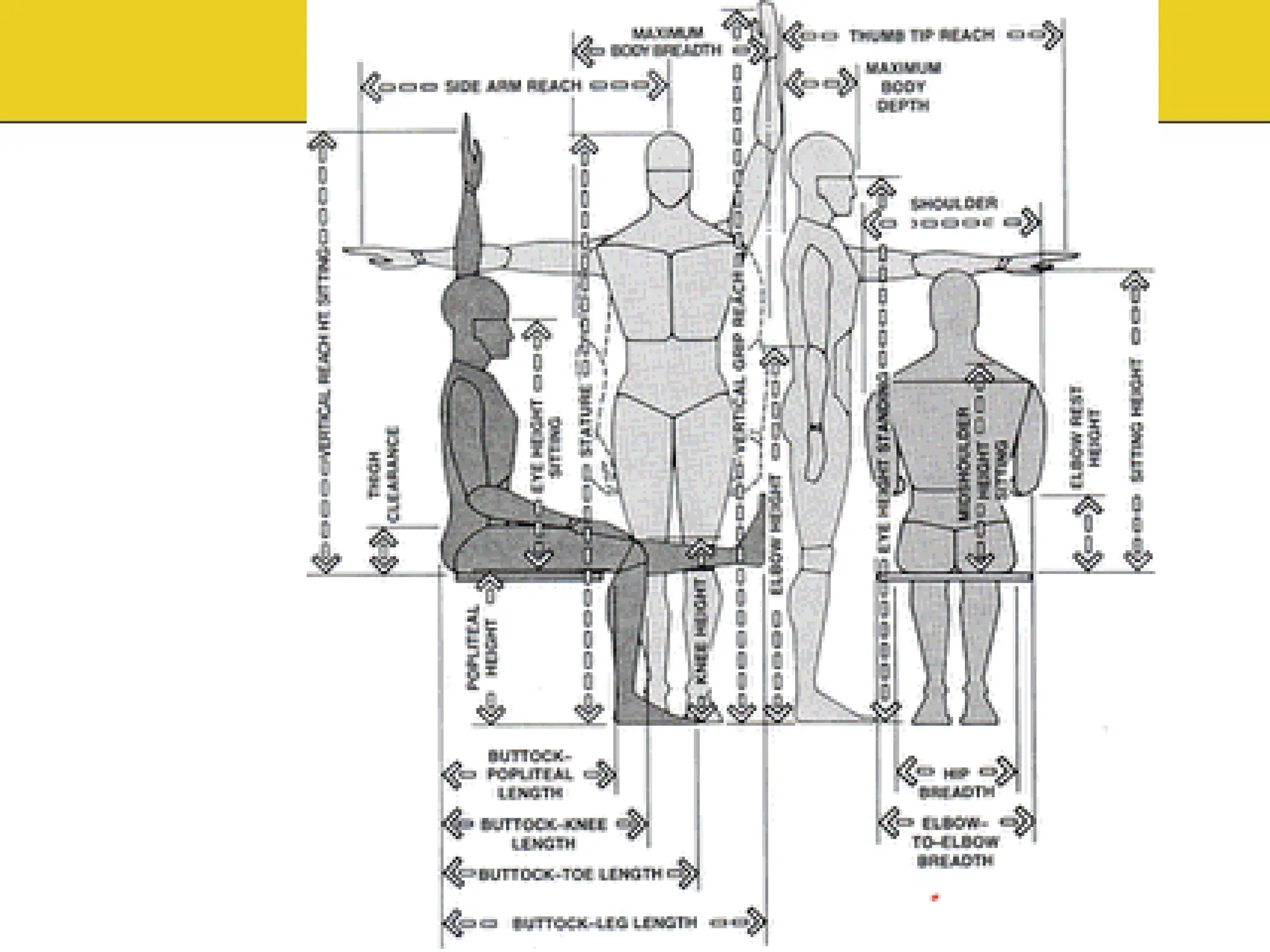 Anthropometric data and Ergonomics design | PDF