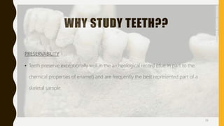 WHY STUDY TEETH??
PRESERVABILITY
• Teeth preserve exceptionally well in the archeological record (due in part to the
chemical properties of enamel) and are frequently the best represented part of a
skeletal sample.
39
 