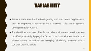 VARIABILITY
• Because teeth are critical in food-getting and food processing behavior,
their development is controlled by a relatively strict set of genetic-
developmental programs.
• The dentition interfaces directly with the environment, teeth are also
modified postnatally by physical factors associated with mastication and
disease factors related to the interplay of dietary elements and a
complex oral microbiota.
41
 