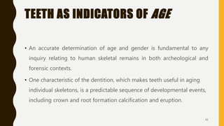 TEETH AS INDICATORS OF AGE
• An accurate determination of age and gender is fundamental to any
inquiry relating to human skeletal remains in both archeological and
forensic contexts.
• One characteristic of the dentition, which makes teeth useful in aging
individual skeletons, is a predictable sequence of developmental events,
including crown and root formation calcification and eruption.
42
 