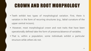 CROWN AND ROOT MORPHOLOGY
• Teeth exhibit two types of morphological variation. First, there is
variation in the form of recurring structures (e.g., labial curvature of the
upper central incisors).
• However, most morphological crown and root traits that have been
operationally defined take the form of presence/absence of variables.
• That is, within a population, some individuals exhibit a particular
structure while others do not.
48
 