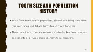 TOOTH SIZE AND POPULATION
HISTORY
• Teeth from many human populations, skeletal and living, have been
measured for mesiodistal and bucco-lingual crown diameters.
• These basic tooth crown dimensions are often broken down into two
components for between-group odontometric comparisons.
51
 