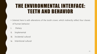 THE ENVIRONMENTAL INTERFACE:
TEETH AND BEHAVIOR
• Interest here is with alterations of the tooth crown, which indirectly reflect four classes
of human behavior:
i. Dietary
ii. Implemental
iii. Incidental cultural
iv. Intentional cultural
59
 