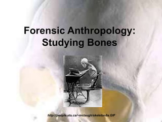 Forensic Anthropology:
Studying Bones
http://people.stu.ca/~mclaugh/skeleton8a.GIF
 