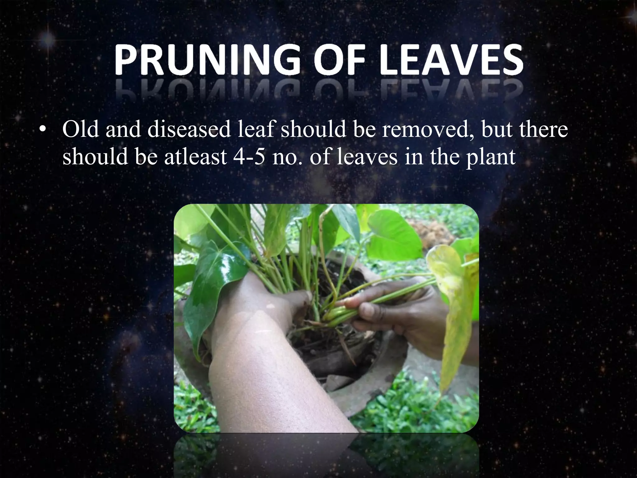 • Old and diseased leaf should be removed, but there
should be atleast 4-5 no. of leaves in the plant
 