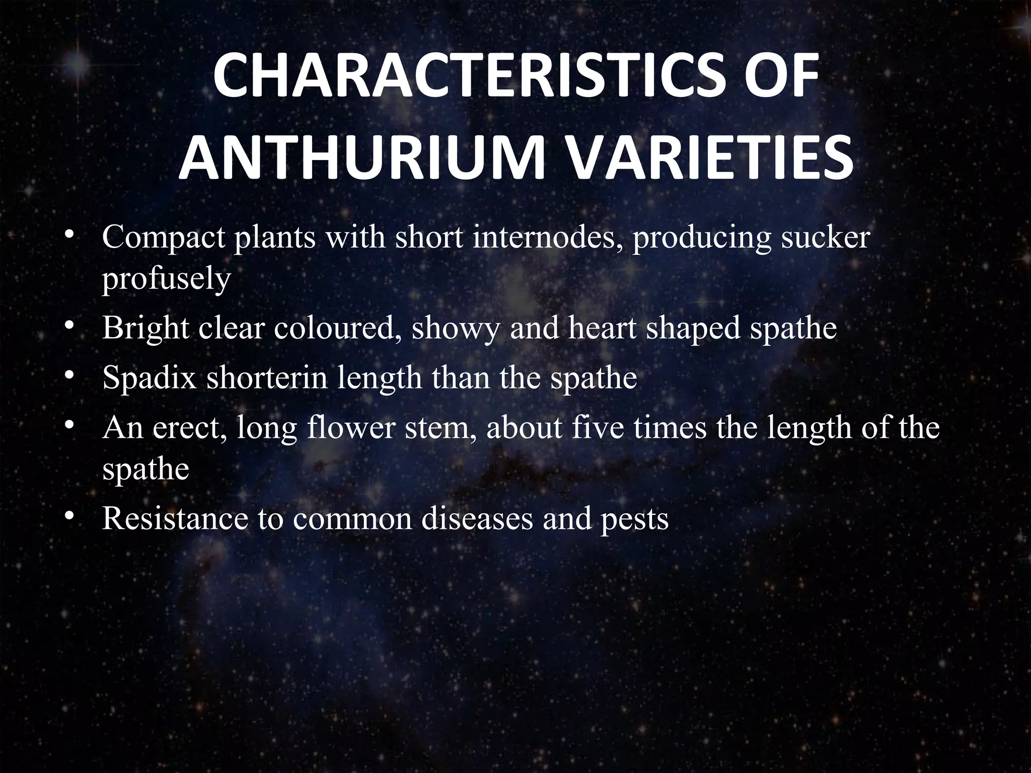 CHARACTERISTICS OF
ANTHURIUM VARIETIES
• Compact plants with short internodes, producing sucker 
profusely
• Bright clear coloured, showy and heart shaped spathe
• Spadix shorterin length than the spathe
• An erect, long flower stem, about five times the length of the 
spathe
• Resistance to common diseases and pests
 