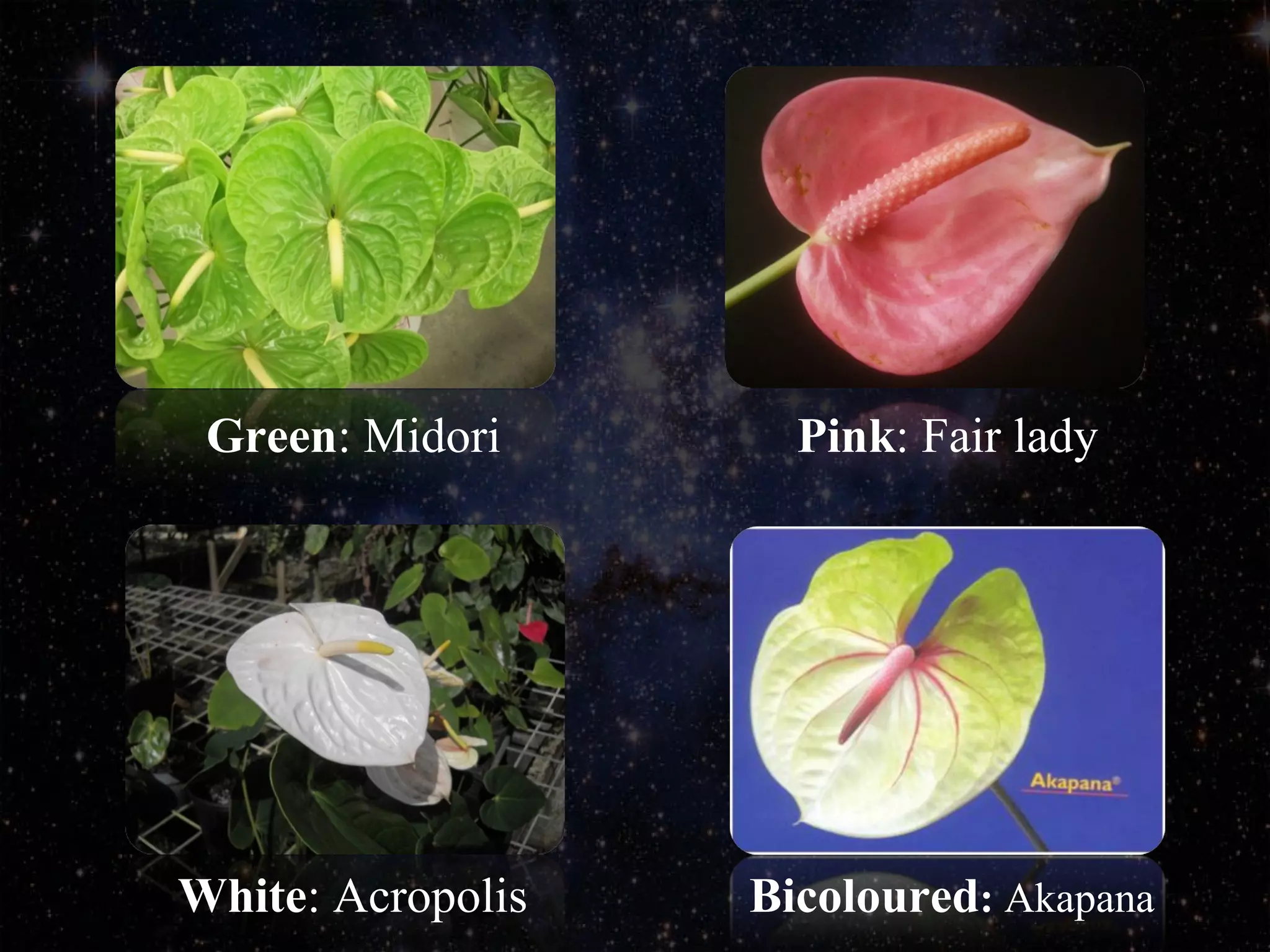 Green: Midori Pink: Fair lady
White: Acropolis Bicoloured: Akapana
 