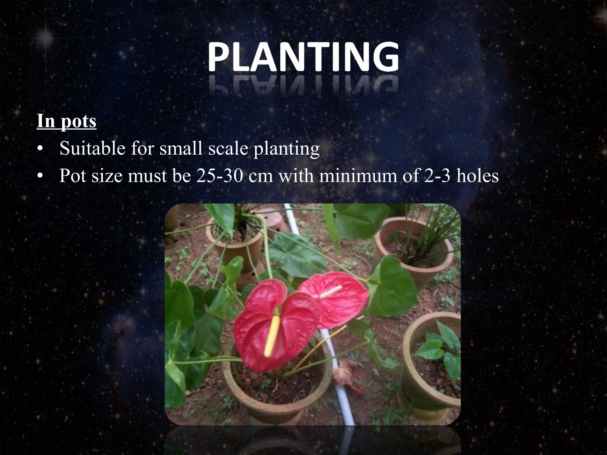 In pots
• Suitable for small scale planting
• Pot size must be 25-30 cm with minimum of 2-3 holes
 