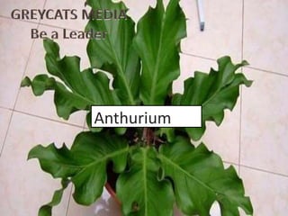 Anthurium
 