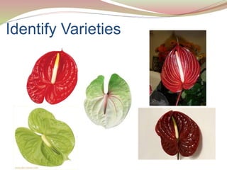 Identification of varieties, propagation methods and potting of Anthurium |  PPTX