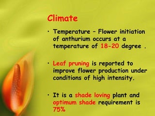 Anthurium Crop Production | PPTX