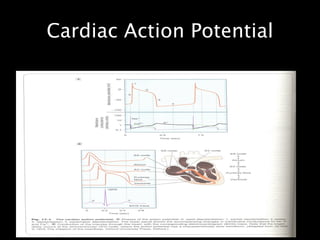 Cardiac Action Potential
 
