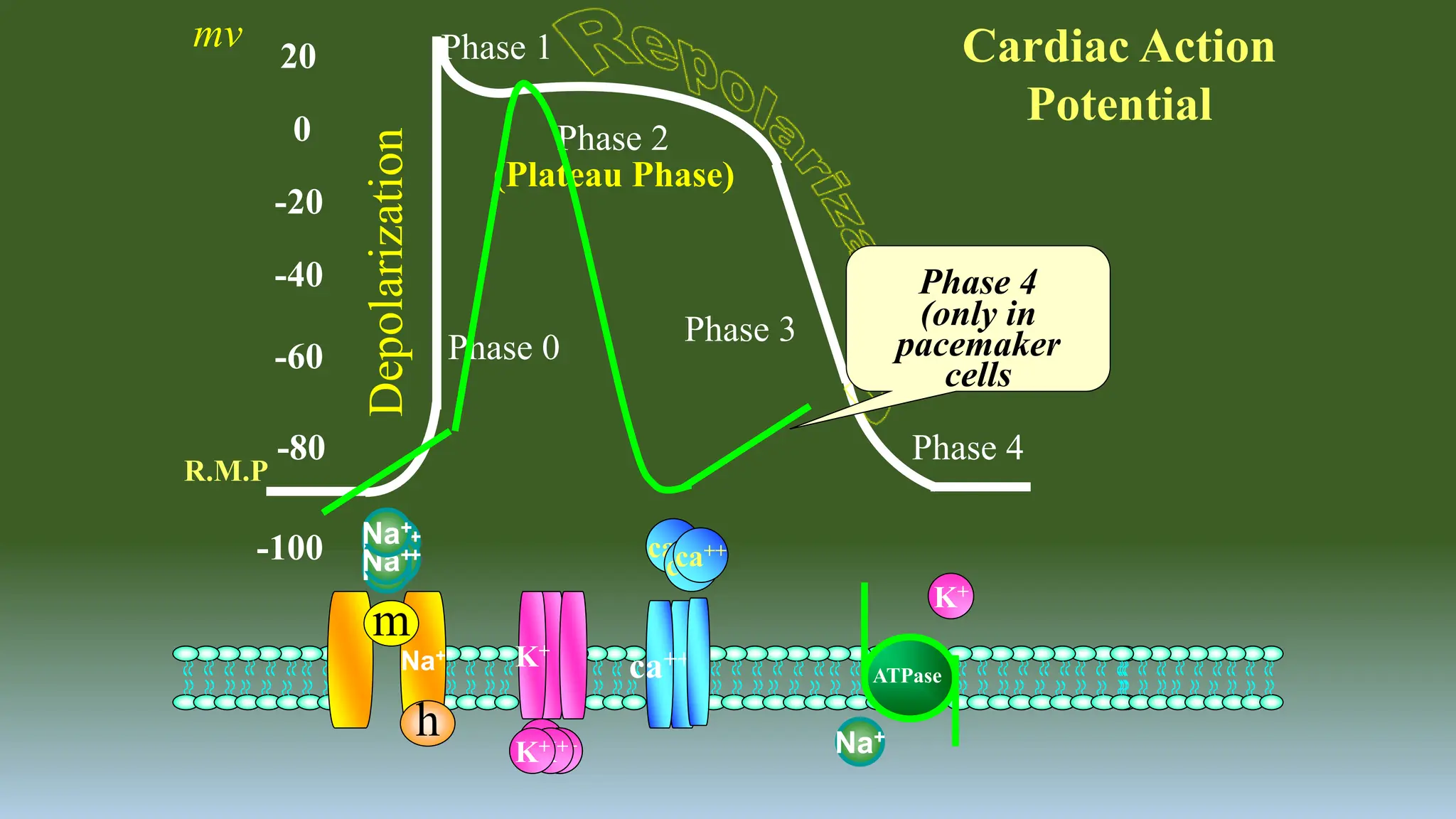 Anti-Arrythmic Drugs, (Glycosides, CCBs, B-blockers) by Baqir Naqvi.pptx