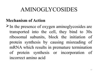 57
AMINOGLYCOSIDES
Mechanism of Action
In the presence of oxygen aminoglycosides are
transported into the cell, they bind to 30s
ribosomal subunits, block the initiation of
protein synthesis by causing misreading of
mRNA which results in premature termination
of protein synthesis or incorporation of
incorrect amino acid
 