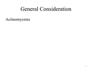 6
General Consideration
Actinomycetes
 