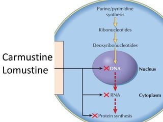 Carmustine
Lomustine
 