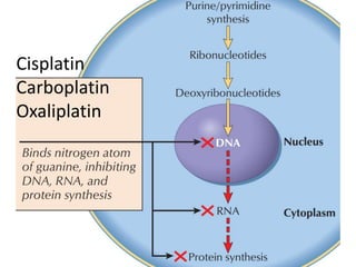 Cisplatin
Carboplatin
Oxaliplatin
 