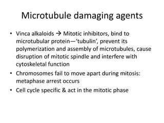 Microtubule damaging agents
• Vinca alkaloids  Mitotic inhibitors, bind to
microtubular protein—‘tubulin’, prevent its
polymerization and assembly of microtubules, cause
disruption of mitotic spindle and interfere with
cytoskeletal function
• Chromosomes fail to move apart during mitosis:
metaphase arrest occurs
• Cell cycle specific & act in the mitotic phase
 