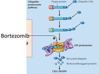 Bortezomib
 