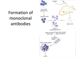 Formation of
monoclonal
antibodies
 