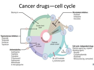 Cancer drugs—cell cycle
 