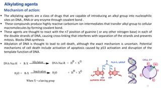 ▪ The alkylating agents are a class of drugs that are capable of introducing an alkyl group into nucleophilic
sites on DNA , RNA or any enzyme through covalent bond .
▪ These compounds produce highly reactive carbonium ion intermediates that transfer alkyl group to cellular
macromolecules by forming covalent bond.
▪ These agents are thought to react with the n7 position of guanine ( or any other nitrogen base) in each of
the double strands of DNA, causing cross-linking that interferes with separation of the strands and prevents
mitosis. Blocks DNA synthesis
▪ Alkylation of DNA is thought to lead to cell death, although the exact mechanism is uncertain. Potential
mechanisms of cell death include activation of apoptosis caused by p53 activation and disruption of the
template function of DNA.
Alkylating agents
Mechanism of action:
13
 