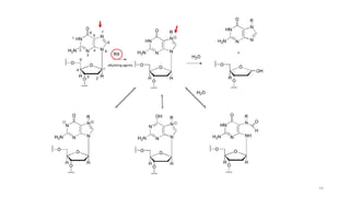 alkylating agents
Alkylation of guanine N-7 and subsequent depurination of DNA. 14
 
