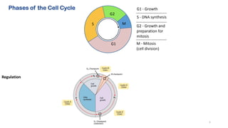 Phases of the Cell Cycle
Regulation
5
 