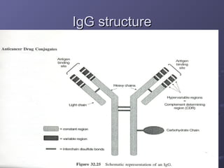 IgG structure
IgG structure
 