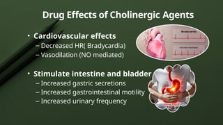 Drug Effects of Cholinergic Agents
• Cardiovascular effects
– Decreased HR( Bradycardia)
– Vasodilation (NO mediated)
• Stimulate intestine and bladder
– Increased gastric secretions
– Increased gastrointestinal motility
– Increased urinary frequency
 