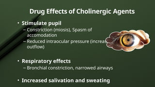 Drug Effects of Cholinergic Agents
• Stimulate pupil
– Constriction (miosis), Spasm of
accomodation
– Reduced intraocular pressure (increased
outflow)
• Respiratory effects
– Bronchial constriction, narrowed airways
• Increased salivation and sweating
 