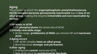 Aging
The process by which the organophosphate–acetylcholinesterase
(AChE) complex becomes permanently inactivated due to loss of an
alkyl group, making the enzyme irreversible and non-reactivable by
oximes.
1.OP binds to AChE
1.OP phosphorylates the active site of AChE.
2.Initially reversible stage
1.At this stage, pralidoxime (2-PAM) can remove OP and reactivate
AChE.
3.Aging occurs
1.OP–AChE complex loses an alkyl group.
2.Bond becomes stronger and permanent.
4.After aging
1.Pralidoxime cannot reactivate AChE.
 