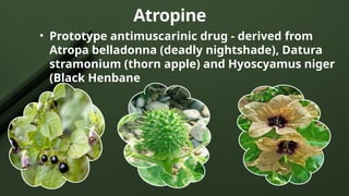 Atropine
• Prototype antimuscarinic drug - derived from
Atropa belladonna (deadly nightshade), Datura
stramonium (thorn apple) and Hyoscyamus niger
(Black Henbane
 