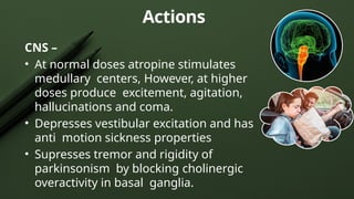 Actions
CNS –
• At normal doses atropine stimulates
medullary centers, However, at higher
doses produce excitement, agitation,
hallucinations and coma.
• Depresses vestibular excitation and has
anti motion sickness properties
• Supresses tremor and rigidity of
parkinsonism by blocking cholinergic
overactivity in basal ganglia.
 