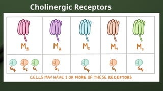 Cholinergic Receptors
 