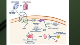 Cholinergic Receptors
 