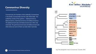 Coronavirus Diversity
Coronaviruses are members of the subfamily Coronavirinae
in the family Coronaviridae and the order Nidovirales. This
subfamily consists of four genera — Alphacoronavirus,
Betacoronavirus, Gammacoronavirus and Deltacoronavirus.
The alphacoronaviruses and betacoronaviruses infect only
mammals. The gammacoronaviruses and deltacoronaviruses
infect birds, but some of them can also infect mammals.
02
Fig.2 The phylogenetic tree of coronaviruses. (Cascella, 2020)
03 Anti-Coronavirus Antibody Products and Services
 