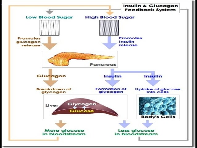 Anti diabetic drugs Anti diabetic drugs