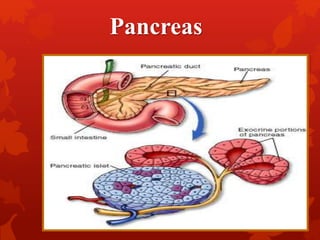  A triangular gland, which has both exocrine and endocrine
functions
 Acinar cells produce an enzyme-rich juice used for digestion
(exocrine product)
 Pancreatic islets (islets of Langerhans) produce hormones
involved in regulating blood glucose level.
Pancreas
 