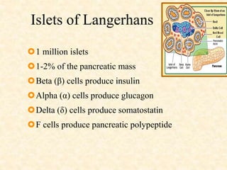 Islets of Langerhans
1 million islets
1-2% of the pancreatic mass
Beta (β) cells produce insulin
Alpha (α) cells produce glucagon
Delta (δ) cells produce somatostatin
F cells produce pancreatic polypeptide
 