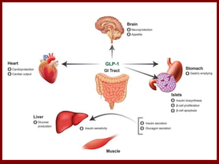 PDFGlucagon-Like Peptide-1 (GLP-1) Receptor Agonist