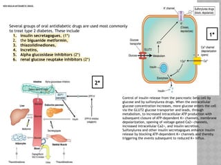 NON-INSULIN ANTIDIABETIC DRUGS
Several groups of oral antidiabetic drugs are used most commonly
to treat type 2 diabetes. These include
1. insulin secretagogues, (1*)
2. the biguanide metformin,
3. thiazolidinediones,
4. Incretins,
5. Alpha glucosidase inhibitors (2*)
6. renal glucose reuptake inhibitors (2*)
Control of insulin release from the pancreatic beta cell by
glucose and by sulfonylurea drugs. When the extracellular
glucose concentration increases, more glucose enters the cell
via the GLUT2 glucose transporter and leads, through
metabolism, to increased intracellular ATP production with
subsequent closure of ATP-dependent K+ channels, membrane
depolarization, opening of voltage-gated Ca2+ channels,
increased intracellular Ca2+, and insulin secretion.
Sulfonylurea and other insulin secretagogues enhance insulin
release by blocking ATP-dependent K+ channels and thereby
triggering the events subsequent to reduced K+ influx.
1*
2*
 