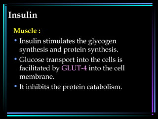 Insulin
Muscle :
• Insulin stimulates the glycogen
synthesis and protein synthesis.
• Glucose transport into the cells is
facilitated by GLUT-4 into the cell
membrane.
• It inhibits the protein catabolism.
 