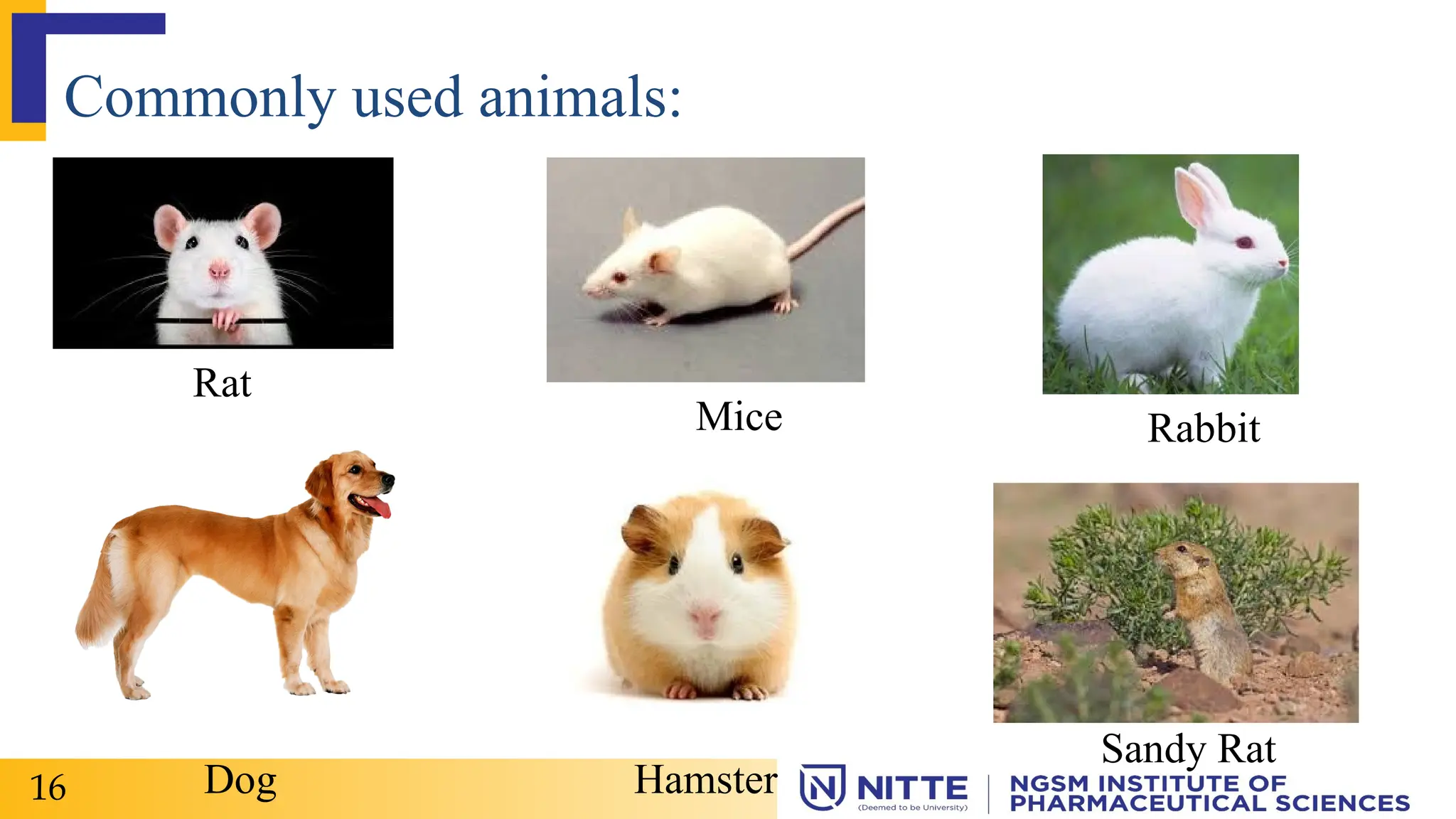 Commonly used animals:
Rat
Mice Rabbit
Dog Hamster
Sandy Rat
16
 