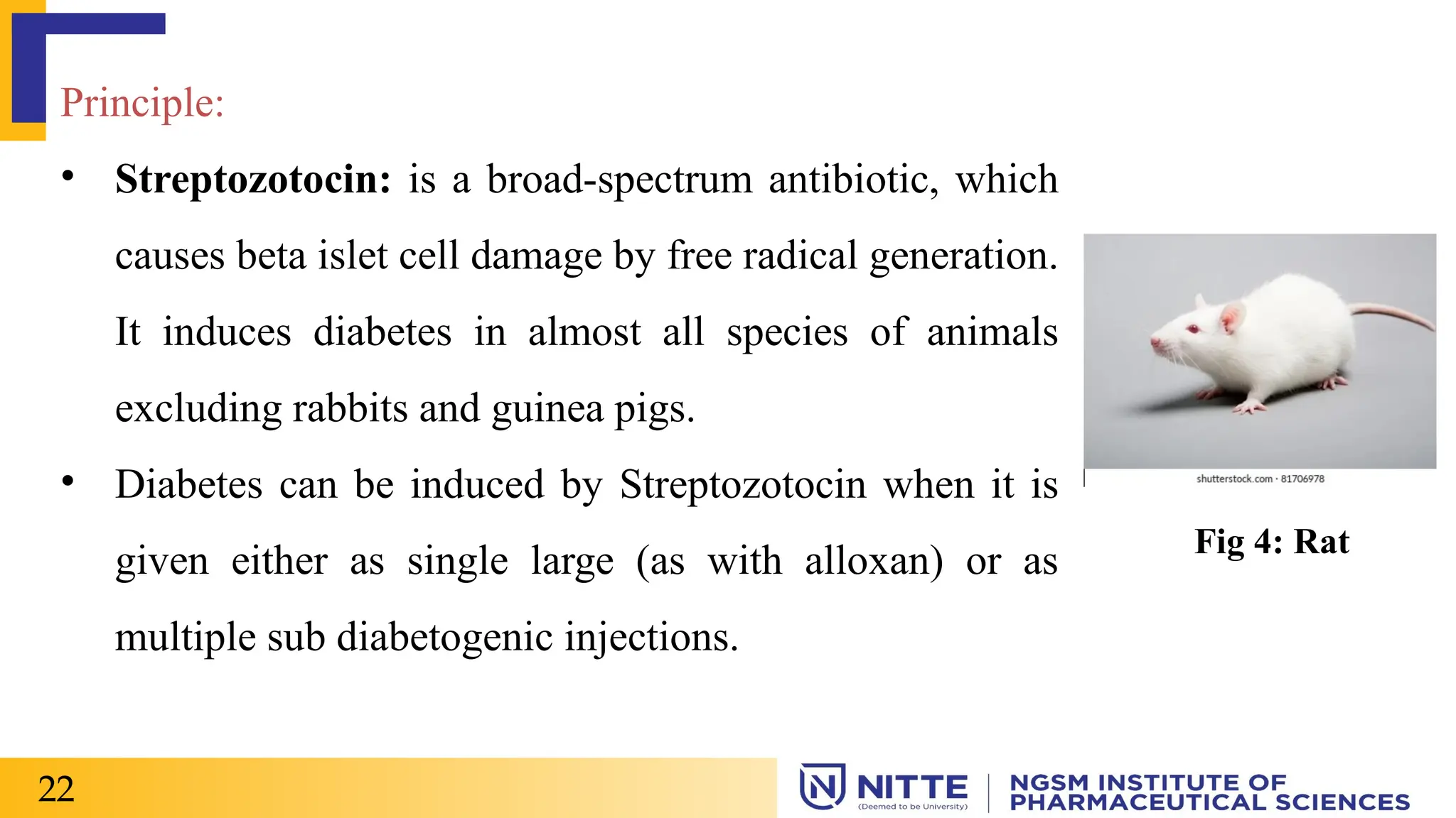 Principle:
• Streptozotocin: is a broad-spectrum antibiotic, which
causes beta islet cell damage by free radical generation.
It induces diabetes in almost all species of animals
excluding rabbits and guinea pigs.
• Diabetes can be induced by Streptozotocin when it is
given either as single large (as with alloxan) or as
multiple sub diabetogenic injections.
22
Fig 4: Rat
 